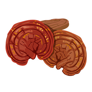 reishi