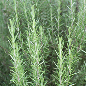 rosemary