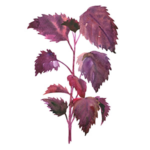 shiso02